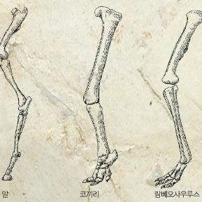 아랫다리뼈가 길면 빠르다