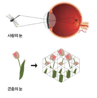 사람의 눈, 곤충의 눈