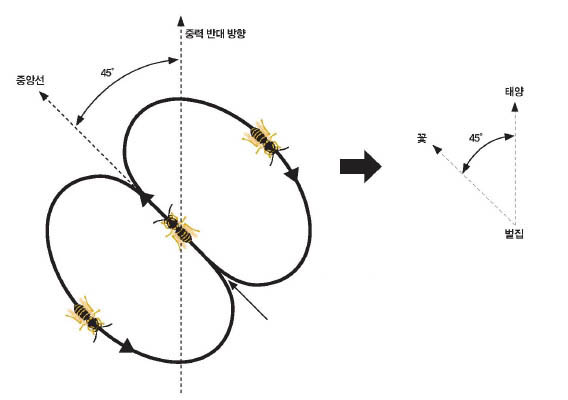 8자형 춤의 원리^8자의 중앙선 방향과 중력의 반대 방향이 이루는 각도가 벌집과 태양을 연결하는 선과 벌집과 꽃을 연결하는 선 사이의 각도와 같다.