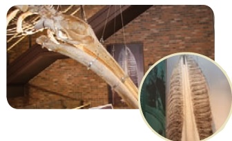 수염고래류에 속하는 브라이드고래의 머리뼈와 수염.
