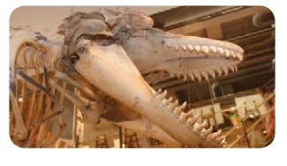 이빨고래류에 속하는 범고래의 머리뼈.