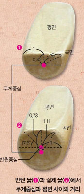 반원 윷(❶)과 실제 윷(❷)에서 무게중심과 평면 사이의 거리