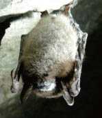 박쥐 괴질은 겨울잠을 자는 박쥐의 입과 코를 하얗게 만들어 죽게 한다.