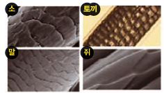 큐티클 모양만 봐도 동물의 털인지 사람의 털인지 알 수 있는데, 동물은 종까지 알 수 있다.