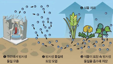 전문가들은 방사성 물질에 오염된 토양에 식물을 심어 정화할 수 있다고 말한다.