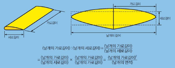 날개의 가로 세로 비