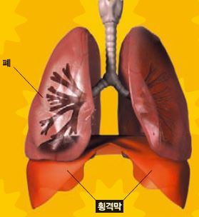 횡격막은 가슴과 배를 나누는 막으로, 숨을 들이마시면 아래로 내려가고 내쉬면 위로 올라간다.