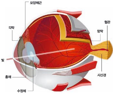 눈의 구조