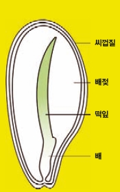 백합(외떡잎식물)의 씨를 반으로 자른 모습. 길쭉한 떡잎을 볼 수 있지.