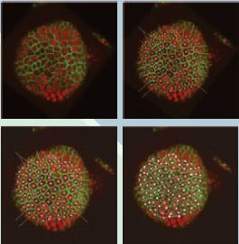 미국 캘리포니아 공과대학의 백먼연구소에서 보로노이 다이어그램을 이용해 식물의 세포단위를 분석한 모습.
