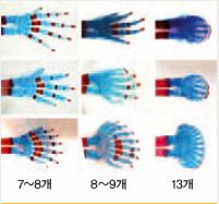 칸타바리아대 마리아 로스 박사는 혹스 유전자 수를 줄일 때 발가락 개수가 많아진다는 것을 확인했다. 