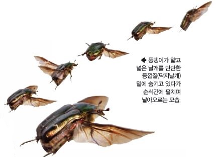 풍뎅이가 얇고 넓은 날개를 단단한 등껍질(딱지날개) 밑에 숨기고 있다가 순식간에 펼치며 날아오르는 모습.