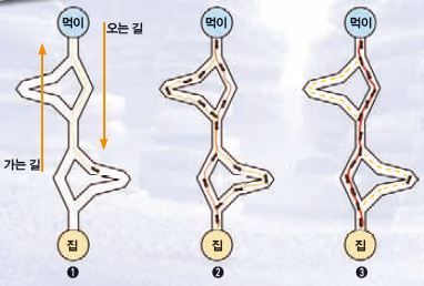 노란색은 개미집이고, 파란색은 먹이가 있는 곳이다. 개미들은 둘 사이를 오가며, 다양한 길을 개척한다. 시간이 갈수록(➊ → ➌) 개미들은 집과 먹이가 있는 곳 사이의 최단거리를 발견하고 다른 길로는 잘 가지 않는다.