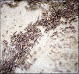 개미떼 최적화 알고리즘은 개미가 집으로 돌아올 때 페로몬을 분비하는 데서 착안한 알고리즘이다.