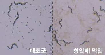 항암제를 먹이지 않은 예쁜꼬마선충(왼쪽, 대조군)에 비해 항암제를 먹인 예쁜꼬마선충(오른쪽)의 성장이 더 느리고 알을 훨씬 적게 낳았다.