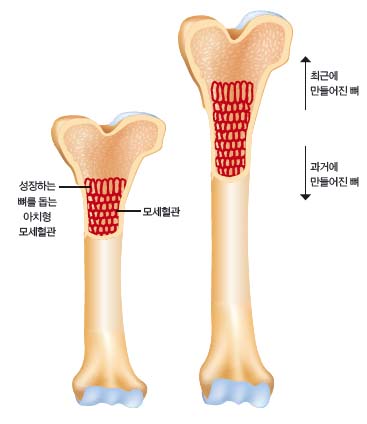 height:424px; width:367px