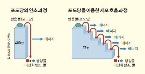 height:238px; width:463px