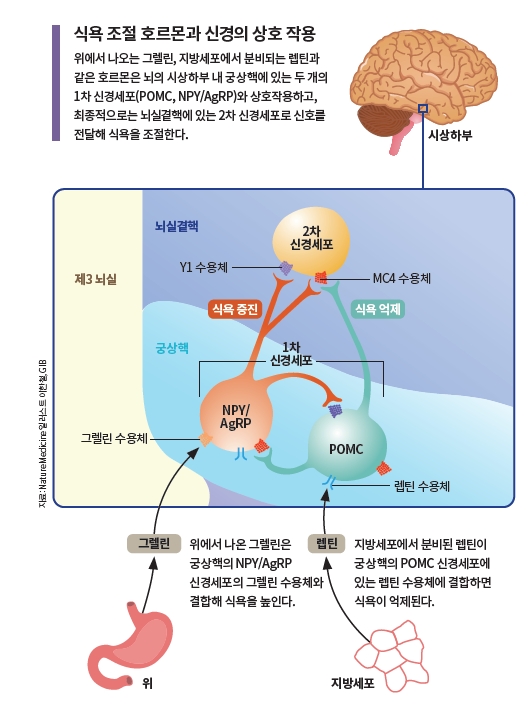 height:713px; width:531px