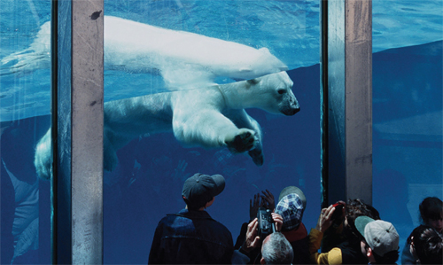 대형 수조에서 헤엄치며 관객 바로 앞에서 눈을 맞추는 북극곰. 아사히야마 동물원에선 다른 동물원에서는 볼 수 없는 ‘생기’(生氣)를 느낄 수 있다.