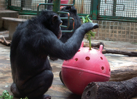 서울대공원이 시행하는 환경풍부화 프로그램의 일종으로 손을 자유자재로 쓰는 침팬지가 갖고 놀 수 있는 다양한 장난감을 넣어준다.