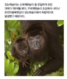 짖는원숭이는 신세계원숭이 중 유일하게 모든 개체가 3원색을 본다. 구세계원숭이 조상에서 나타난 유전자중복현상이 짖는원숭이에서 독립적으로 발생했기 때문이다.