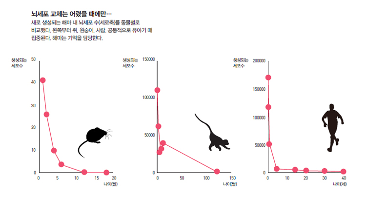 뇌세포 교체는 어렸을 때에만..