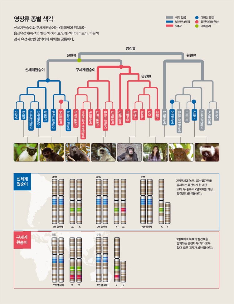 [영장류 종별 색각] 신세계원숭이와 구세계원숭이는 X염색체에 위치하는 옵신유전자(녹색과 빨간색) 차이로 인해 색각이 다르다. 파란색 감지 유전자(7번 염색체에 위치)는 공통이다.