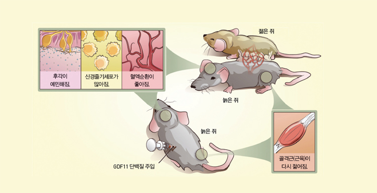 '불로영생의 약'은 젊은 피?