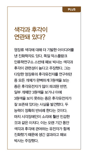 색각과 후각이 연관돼 있다?