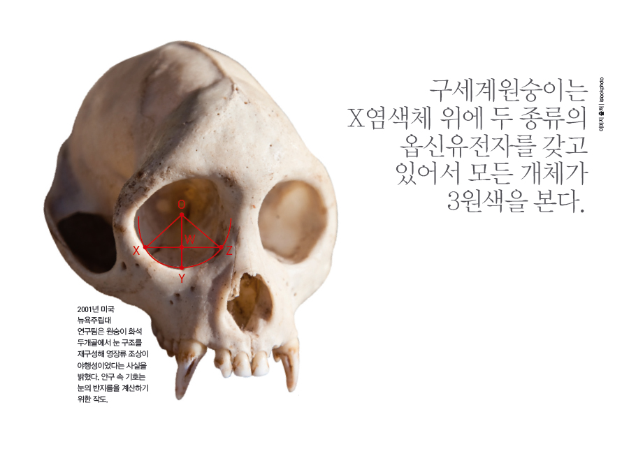 구세계 원숭이는 X염색체 위에 두 종류의 옵신유전자를 갖고 있어서 모든 개체가 3원색을 본다.