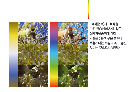 2색각(왼쪽)과 3색각을 가진 원숭이의 시야.