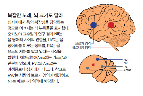 복잡한 노래, 뇌 크기도 달라