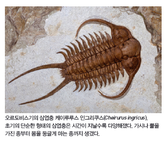 오르도비스기의 삼엽충 케이루루스 인그리쿠스(Cheirurus ingricus).