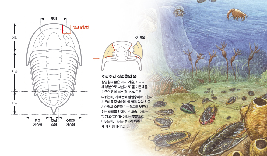 조각조각 삼엽충의 몸