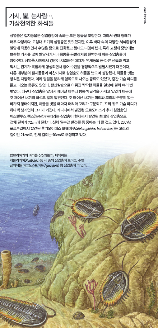 가시, 뿔, 눈사람…, 기상천외한 화석들