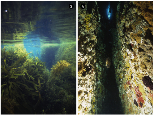➌ 동도 연안의 수중 모습. 어린 돌돔, 벵에돔, 전갱이, 문어, 오징어 같은 어린 해양생물이 살기 좋은 곳이다. ➍ 큰가제바위의 수중 바닥에서 위를 보면 파란 ‘하늘창문(하늘창)’이 보인다.