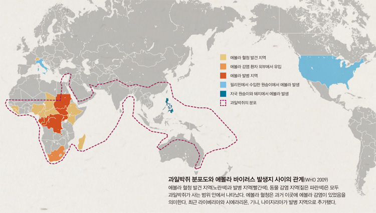 과일박쥐 분포도와 에볼라 바이러스 발생지 사이의 관계(WHO 2009)에볼라 혈청 발견 지역(노란색)과 발병 지역(빨간색), 동물 감염 지역(짙은 파란색)은 모두과일박쥐가 사는 범위 안에서 나타났다. 에볼라 혈청은 과거 이곳에 에볼라 감염이 있었음을 의미한다. 최근 라이베리아와 시에라리온, 기니, 나이지리아가 발병 지역으로 추가됐다.