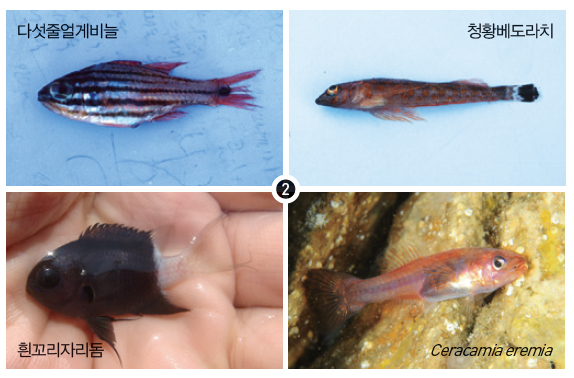 ➋ 우리나라에서는 독도에서 처음으로 발견된 미기록 신종들. 마지막 물고기는 아직 이름이 정해지지 않았다.