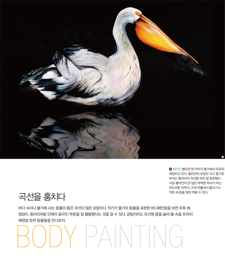 BODY PAINTING 곡선을 훔치다 - 바다 속이나 물가에 사는 동물의 몸은 곡선이 많은 모양이다. 작가가 물가의 동물을 표현한 바디페인팅을 보면 유독 배, 엉덩이, 종아리처럼 인체의 굴곡진 부분을 잘 활용했다는 것을 알 수 있다. 금방이라도 유선형 몸을 놀려 물 속을 유유히 헤엄칠 듯한 동물들을 만나보자. ➍ 펠리컨 펠리컨 한 마리가 물가에서 유유히 헤엄치고 있다. 펠리컨의 상징인 크고 둥그런 부리는 종아리의 곡선을 따라 잘 표현됐다. 사실 펠리컨의 큰 입은 딱딱한 부리가 아닌 부드러운 피부다. 크게 부풀려서 물고기나 작은 새 등을 잡아 먹을 수 있다. ➎ 해마 작가 개인이 가장 좋아하는 작품이라고 밝힌 ‘해마’. 어둠 속에서 모델의 실루엣을 더듬을 수 있다면 당신도 작가의 마음을 헤아릴 수 있다. 해마로 변신한 배 속에 소중한 생명을 잉태한 임산부의 모습이다. 볼록한 배는 해마의 통통한 몸통으로, 길쭉한 팔은 작은 동물을 빨아들여 먹는 긴 입으로 재탄생했다. ➏ 베타 스필렌덴스 말레이시아 등지에서 매년 대량으로 수출되는 인기 열대어인 '베타 스필렌덴스'. 뾰족한 팔꿈치는 머리로, 엉덩이와 두 다리의 곡선은 특유의 하늘거리는 지느러미로 탄생했다. 베타 스필렌덴스는 아름다운 외양과 달리 거친 성격의 싸움꾼으로 유명하다.