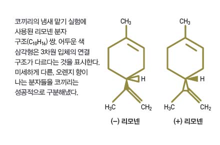 코끼리의 냄새 맡기 실험에 사용된 리모넨 분자 구조 쌍.