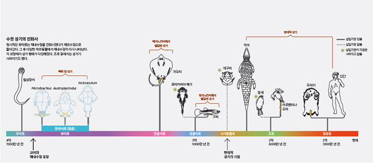 수컷 성기의 진화사