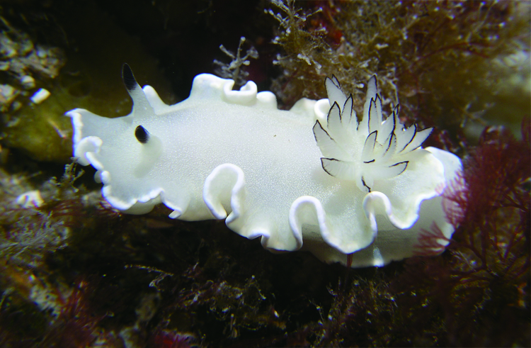 꼬마흰갯민숭달팽이(Glossodoris misakinosibogae ) ｜ 흰 몸통에 가장자리에는 주름이 져있다. 히드라 위에서 주로 생활하는데 우리나라 남해안과 일본 중부해역에서만 볼 수 있다.