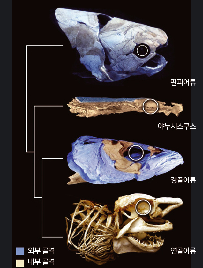 두 얼굴을 가진 고대 물고기