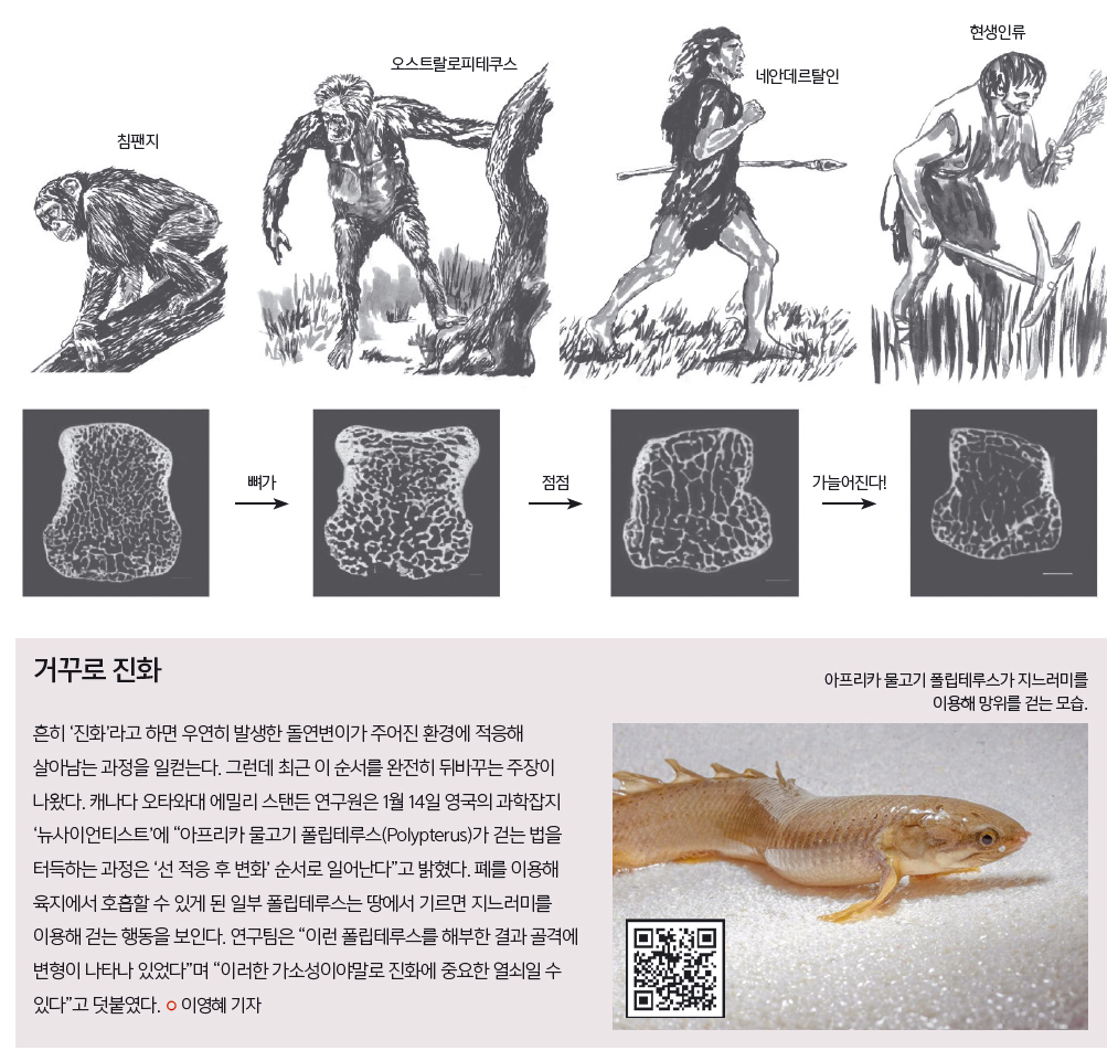 현대인류, 1만 년 전보다 뼈 약해져