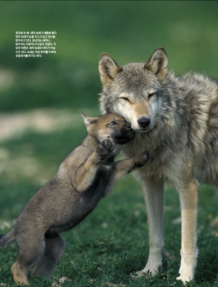 정겨운 한 때, 새끼 늑대가 재롱을 떨자 암컷 늑대가 눈을 지그시 감고 장난을 받아주고 있다.