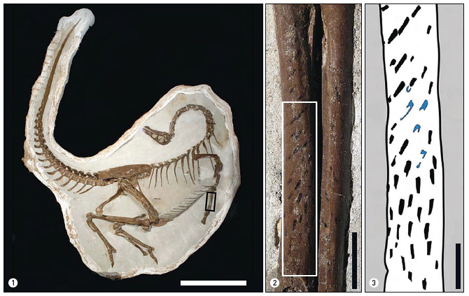 ➊ 성체 오르니토미무스의 온전한 화석. ➋ 이 화석 중 다리뼈(척골)를 확대한 모습이다. ‘유두공기’라고 불리는, 깃자루가 있는 깃털 흔적