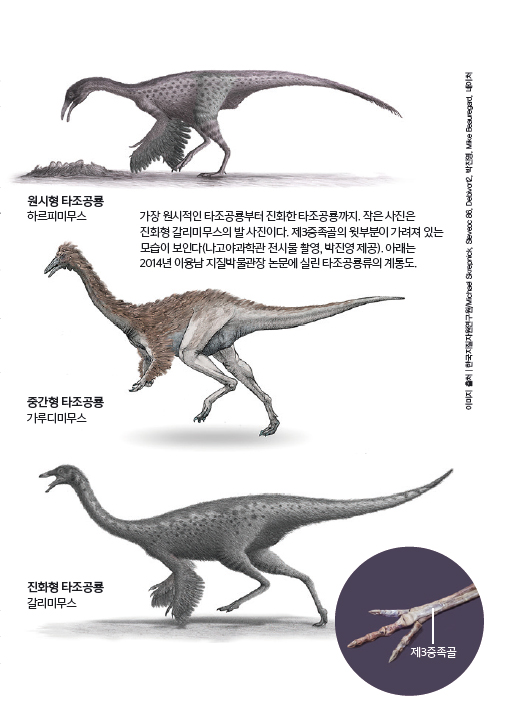 원시형 타조공룡 하르피미무스, 중간형 타조공룡 가루디미무스, 진화형 타조공룡 갈리미무스