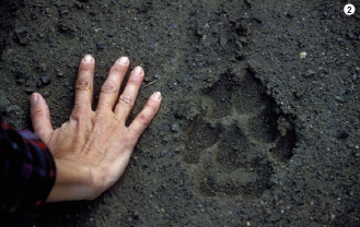 커다란 발자국. 늑대의 발은 뭉툭하고 크다. 폭이 10cm나 된다(➋).