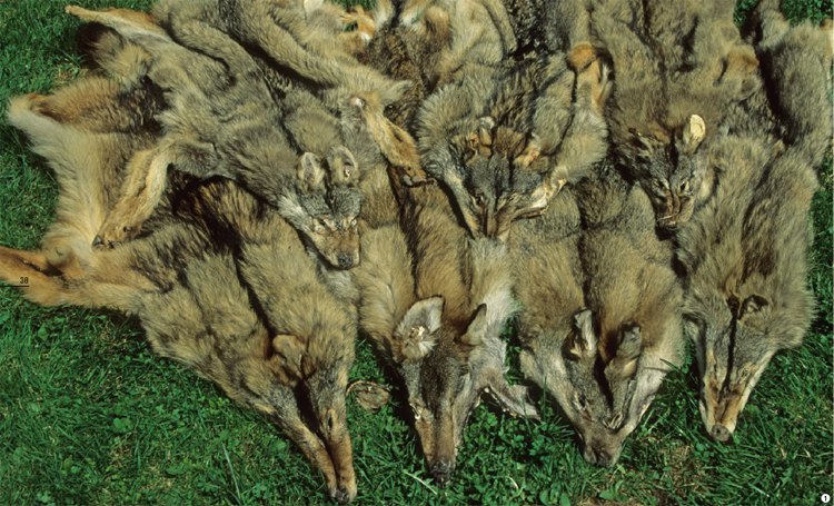 [가죽을 위해 사냥 당한 늑대. 폴란드에서 찍은 사진이다. 늑대는 전세계 북반구에 흔히 분포하는 성공한 동물이지만, 그만큼 인간의 사냥감이 되기도 쉬웠다.