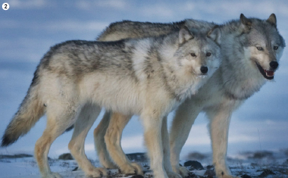 [짝을 이룬 늑대. 늑대는 암수가 쌍을 이루고 딸린 식구까지 5~9마리 정도가 한 무리를 이뤄 다녔다(➋).]